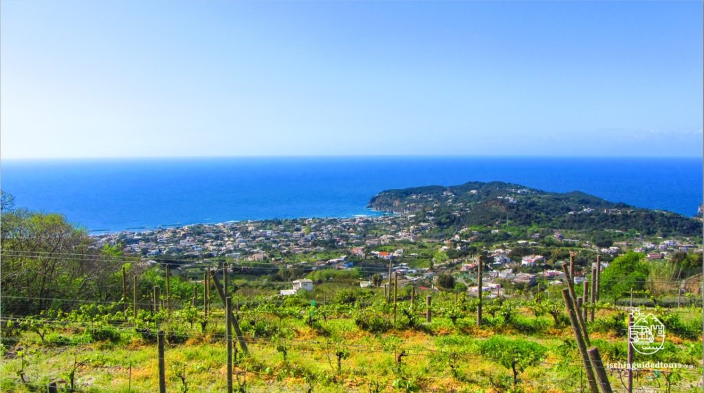 Vineyard in Ischia, wine, Italian wine, Biancolella, Pithecussai, Wine tasting in Ischia, Guided tour in Ischia, food and wine tours in Ischia, Elena Ferrante, trekking in Ischia, walks in Ischia, to do in Ischia, Frassitelli